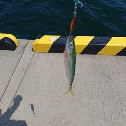 サバ