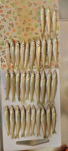 有明浜