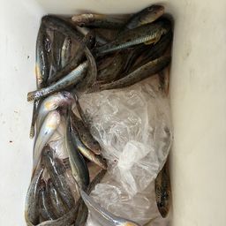 ハゼ