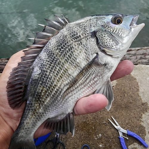 クロダイの釣果