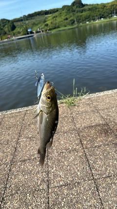 スズキの釣果