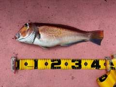 アマダイの釣果