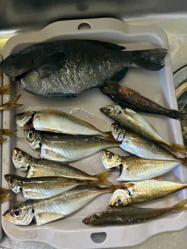 メジナの釣果