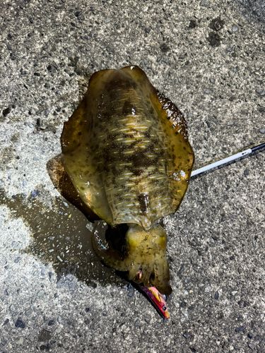 アオリイカの釣果