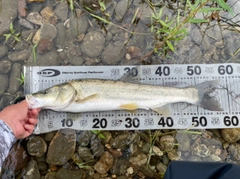 ウケクチウグイの釣果