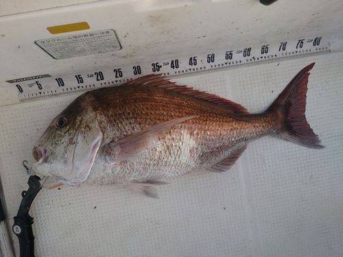 マダイの釣果