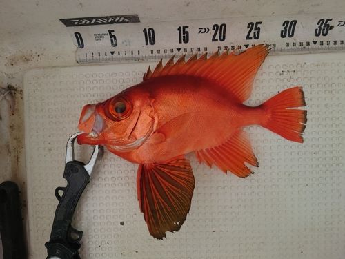 チカメキントキの釣果