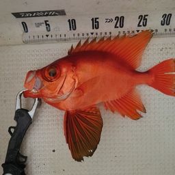 チカメキントキ