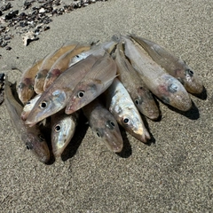 キスの釣果