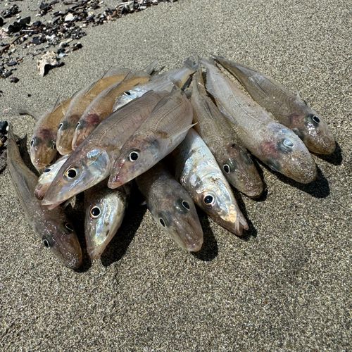 キスの釣果