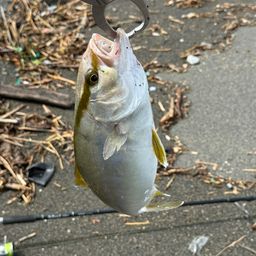 ショゴ