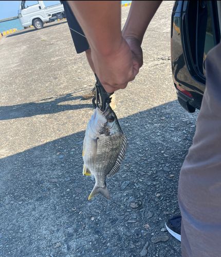 キビレの釣果