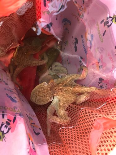 タコの釣果