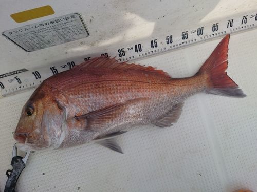 マダイの釣果