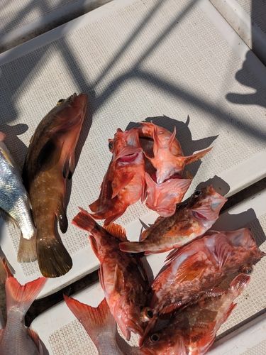 アラカブの釣果