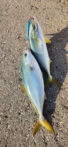 ワカシの釣果