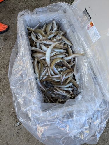 キスの釣果