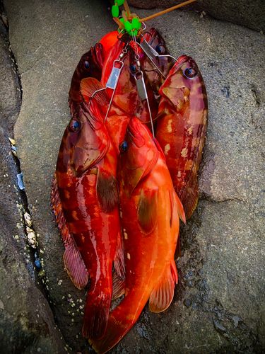 アカハタの釣果