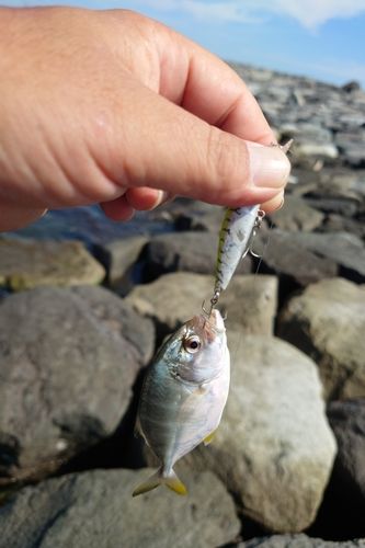 メッキの釣果