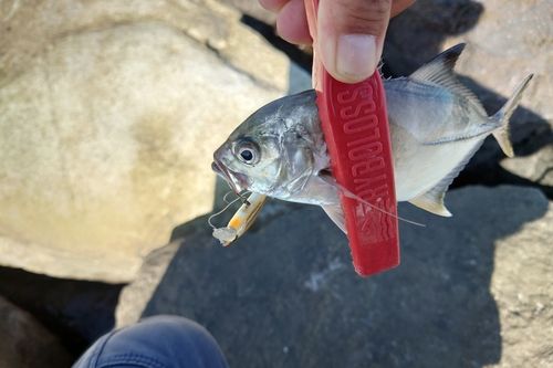 メッキの釣果