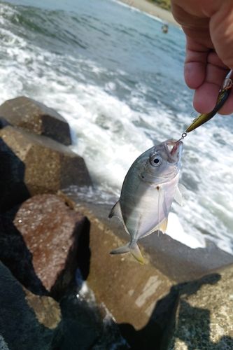 メッキの釣果