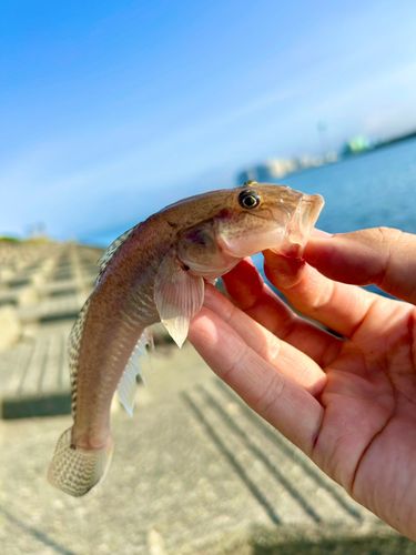 石狩湾新港