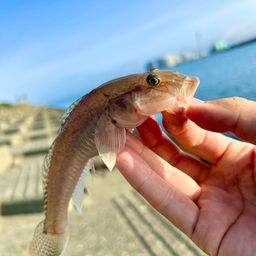 マハゼ
