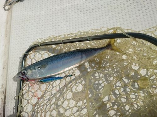 サバの釣果