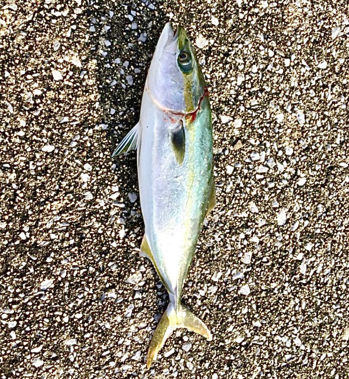 ツバス