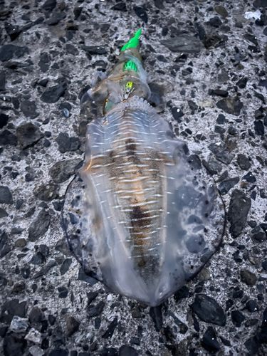 鹿児島湾南部