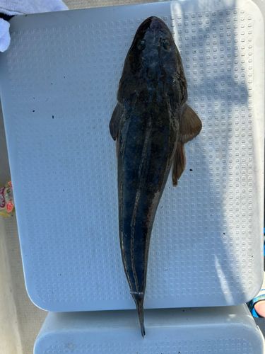 マゴチの釣果