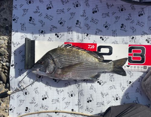 チヌの釣果