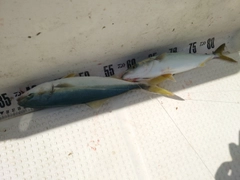 コゾクラの釣果