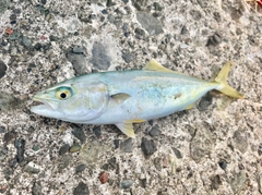 ワカシの釣果