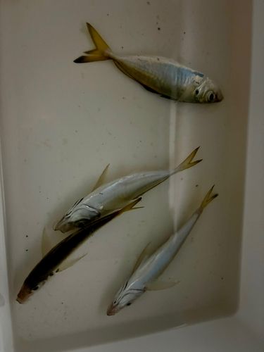 豊浜漁港