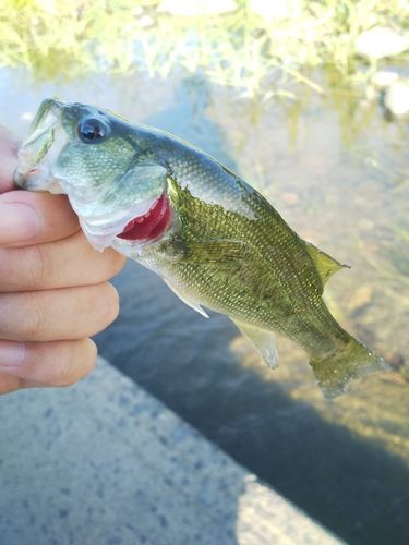 ラージマウスバスの釣果