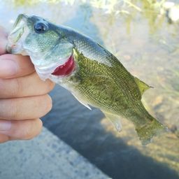 ラージマウスバス