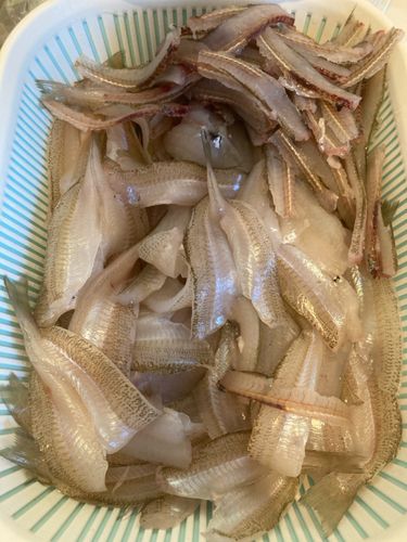 キスの釣果