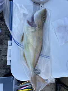 ツバスの釣果