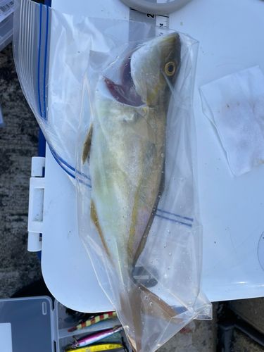 ツバスの釣果