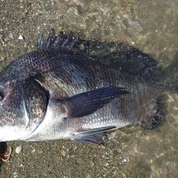 クロダイ