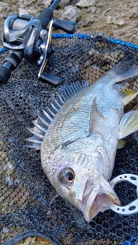 キビレの釣果