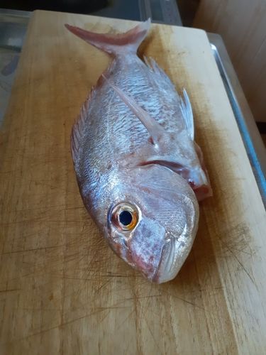 タイの釣果