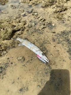カマスの釣果