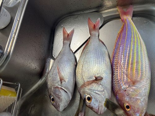 マダイの釣果