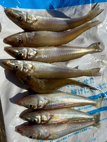 キスの釣果