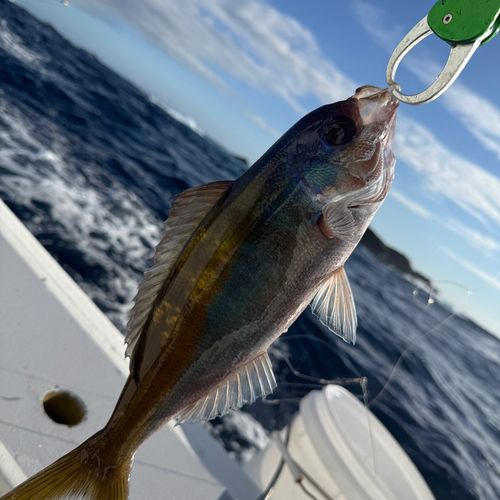 ウメイロの釣果