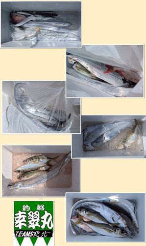 タチウオの釣果