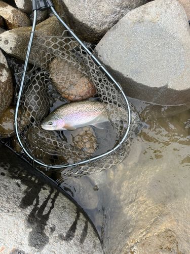 ニジマスの釣果