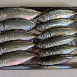 アジ